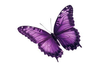 A vibrant purple butterfly gracefully resting, showcasing nature's beauty in exquisite detail isolated on transparent background