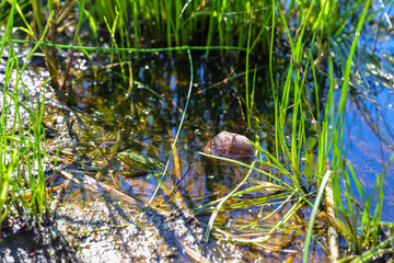 frog in the pond