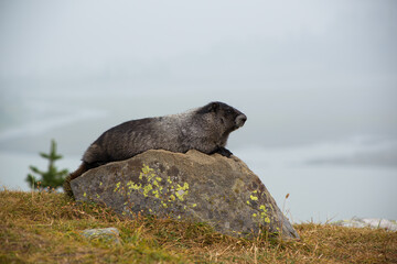 Naklejka premium groundhog on rock