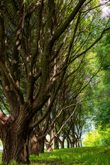 trees in the park
