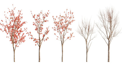 Fototapeta premium Five trees changing aspect from autumn with red leaves to winter with bare branches on a transparent background