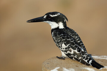 Graufischer / Pied kingfisher / Ceryle rudis