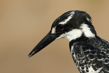 Graufischer / Pied kingfisher / Ceryle rudis