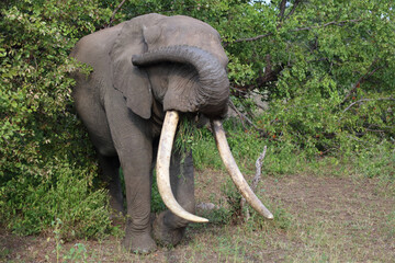 Afrikanischer Elefant / African elephant / Loxodonta africana...