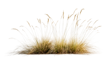Isolated dry grass with transparent background, perfect for adding realistic vegetation to architectural renderings, landscape designs, or any creative project