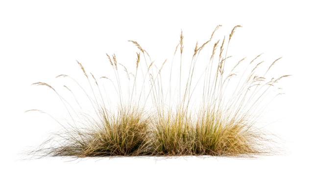 Isolated dry grass with transparent background, perfect for adding realistic vegetation to architectural renderings, landscape designs, or any creative project