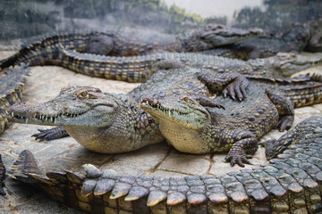 alligator in the zoo