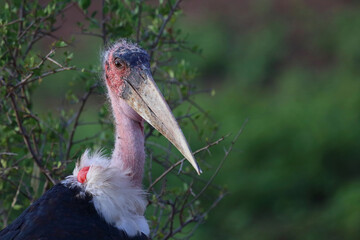 Marabu / Marabou stork / Leptoptilos crumeniferus