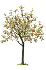 Fototapeta premium An apple tree devoid of flowers or fruit, presented in a stark, isolated format on white.