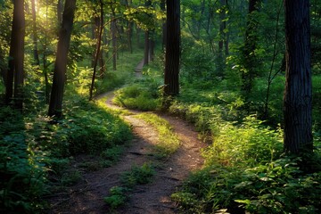Forest pathway illuminated by the golden glow of the setting sun creates a serene atmosphere in the woods near a winding trail
