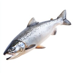 Naklejka premium A fresh salmon fish, isolated on a white background, showcasing its sleek body and vibrant pink-orange color, emphasizing the quality and freshness of this popular seafood.