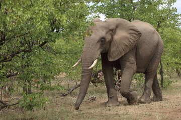 Obraz premium Afrikanischer Elefant / African elephant / Loxodonta africana