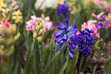 Fototapeta premium Dark blue hyacinth blooming among pink and yellow hyacinths in the garden in spring, floral background