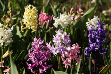 Multicoloured hyacinths in flowerbed: white, purple, yellow, violet and pink flowers, flower buds. Beautiful spring background