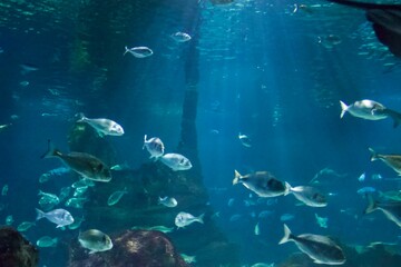 fish in the aquarium