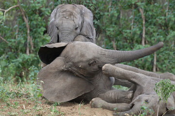 Afrikanischer Elefant / African elephant / Loxodonta africana