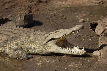 Fototapeta premium Nilkrokodil / Nile crocodile / Crocodylus niloticus..