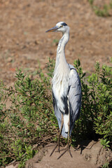 Afrikanischer Graureiher / Grey heron / Ardea cinerea