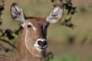 Wasserbock / Waterbuck / Kobus ellipsiprymnus