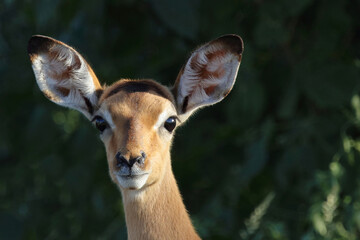 Schwarzfersenantilope / Impala / Aepyceros melampus