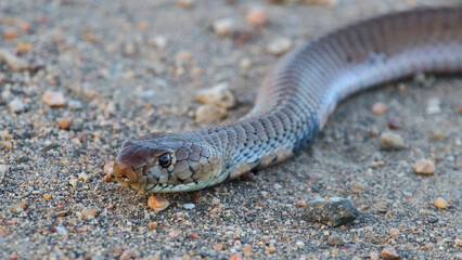 Mosambik-Speikobra / Mozambique spitting cobra / Naja mossambica
