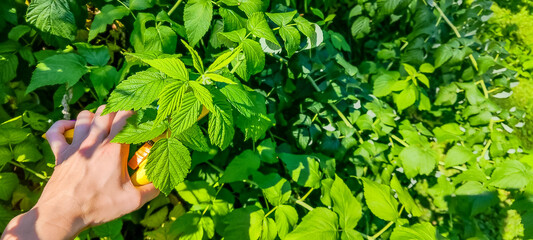 A gardener manually cuts a raspberry bush with a bypass pruner. Pruning of raspberry and blackberry...