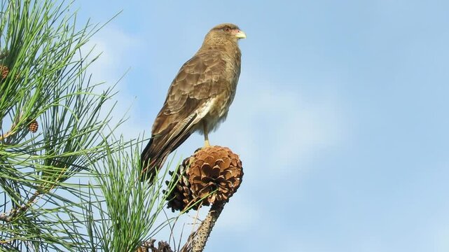 Daptrius Chimango Scavenger Bird perched on a pine fruit. FullHD 60 fps Copy space