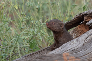 Südliche Zwergmanguste / Dwarf mongoose / Helogale parvula
