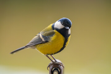 Closeup of a great tit bird in washed away background © Krzysztof