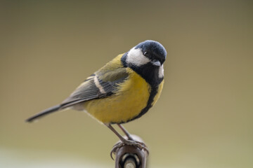 Closeup of a great tit bird in washed away background © Krzysztof