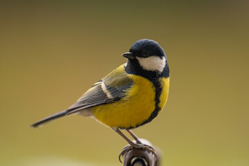 Closeup of a great tit bird in washed away background © Krzysztof