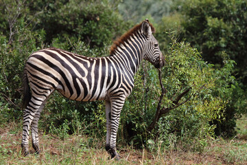 Steppenzebra / Burchell's zebra / Equus quagga burchellii.
