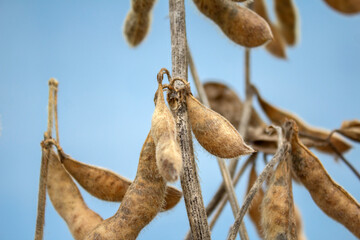 Alguns galhos secos com vargens de soja madura com fundo azul.