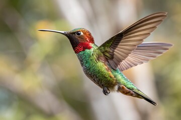 Fototapeta premium Vibrant hummingbird in mid-flight with spread wings