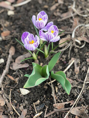 Pickwick Dutch Crocus