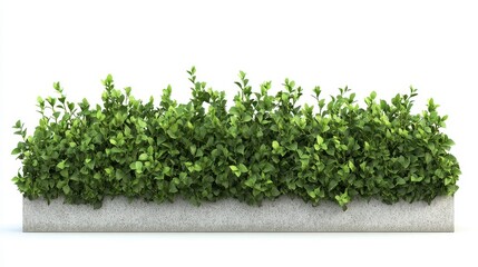 Obraz premium Lush green hedge against white background in rectangular planter for modern landscaping