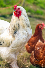 a white hen and a brown hen close up