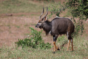 Nyala / Nyala / Tragelaphus angasii.