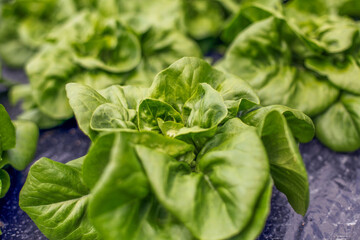 close up of a green salad