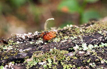ant carrying food on a branch in the forest