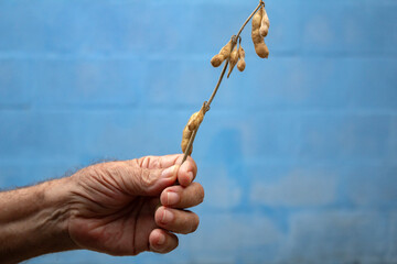 Close nas m&atilde;os do agricultor segurando um galho com vargens de soja madura.