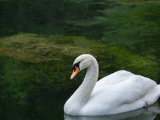 swan on the lake, Mute swan