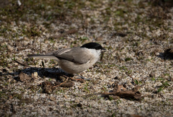 Marsh tit - Poecile palustris 