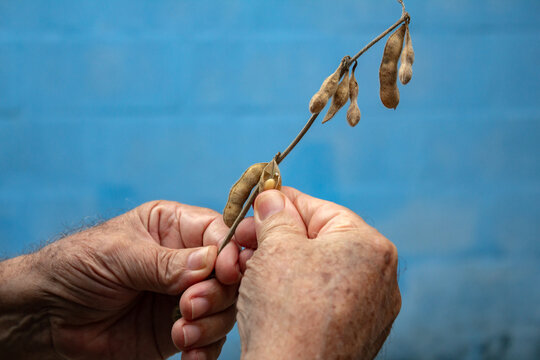 Close nas mãos do agricultor debulhando um galho com vargens de soja madura.