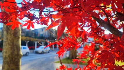 red maple leaves in the background of the building and parkways. Nature walks concept