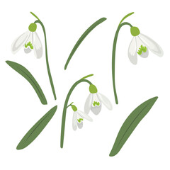 Snowdrops flower. Vector clipart illustration on isolated background.