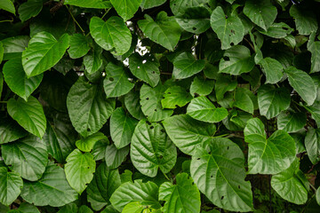 Close up em folhas verdes e frescas de um tipo de trepadeira. Quadro preenchido de folhas.