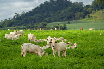 Uma paisagem campestre com rebanho de gado bovino no pasto verde e fresco.