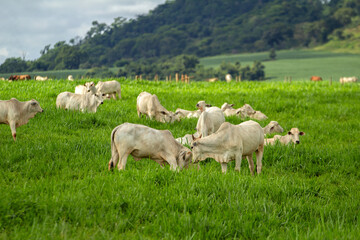 Fototapeta premium Uma paisagem campestre com rebanho de gado bovino no pasto verde e fresco.