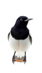 Magpie Bird Front View Full Body  Background